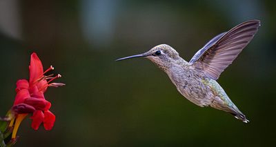 Hummingbirds
