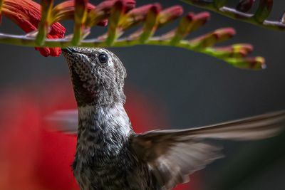 Hummingbirds