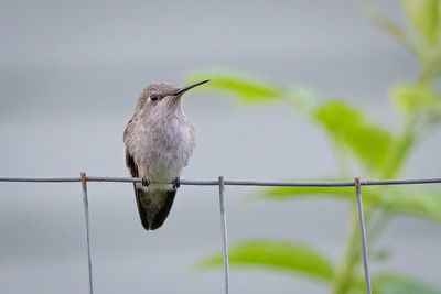 Bird on a wire