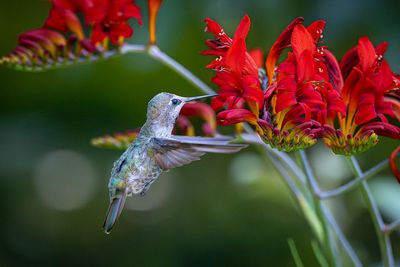 Hummingbirds