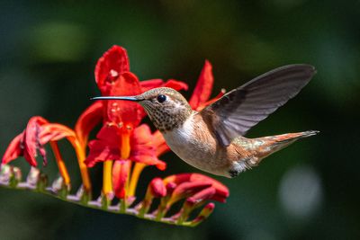 Female Rufous