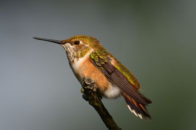 Female Rufous
