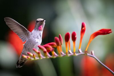 Hummingbirds