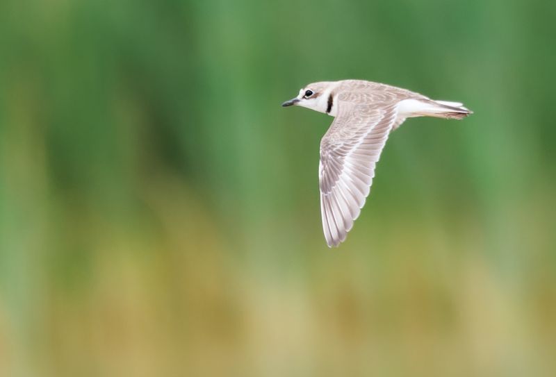 Collared Plover