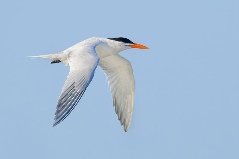 Royal Tern