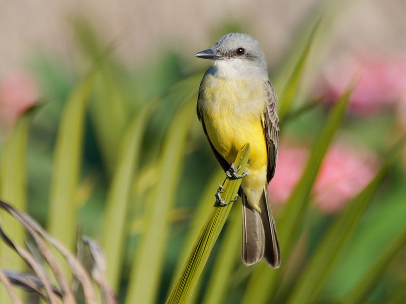 Tropical Kingbird