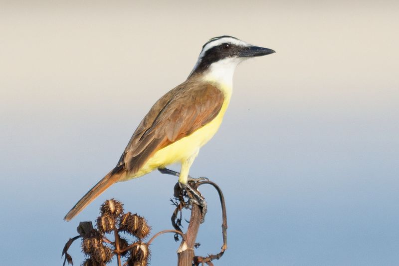 Great Kiskadee
