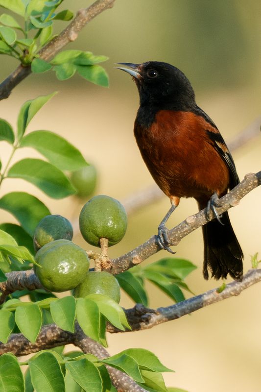 Orchard Oriole