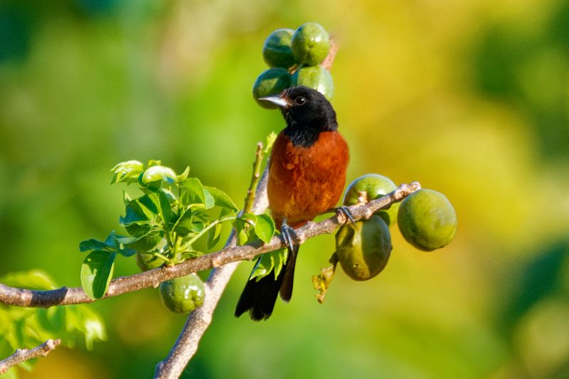 Orchard Oriole