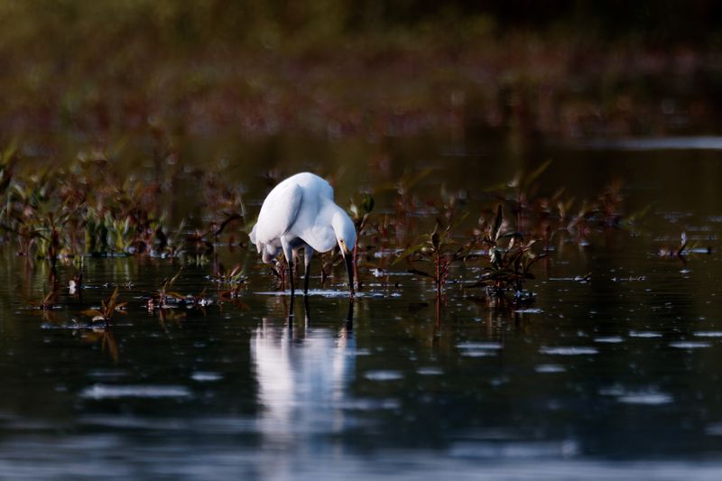 Snowy Egret