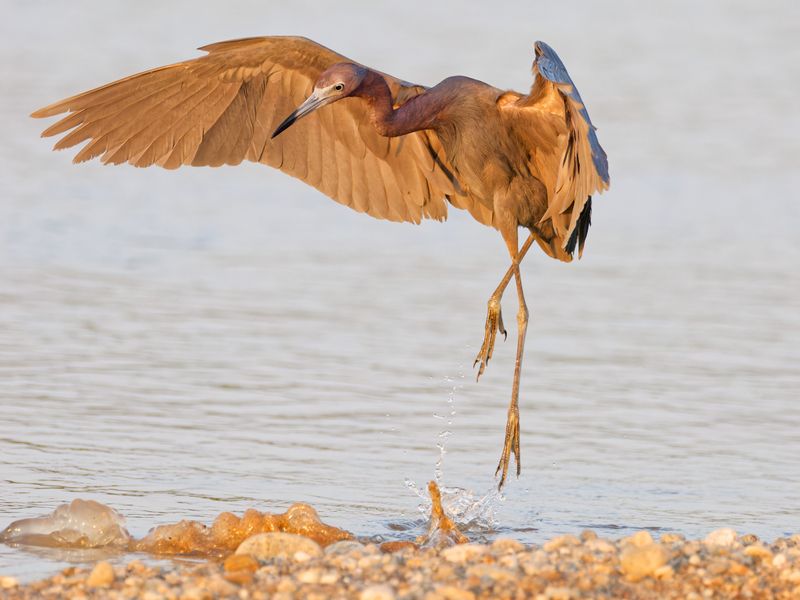 Little Blue Heron