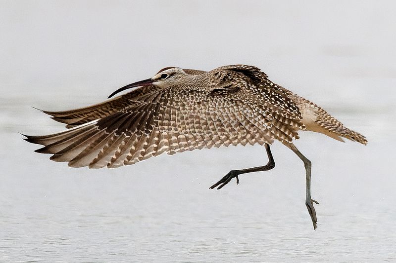 Whimbrel