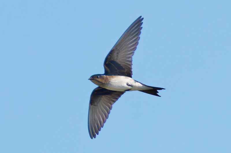 Gray-breasted Martin