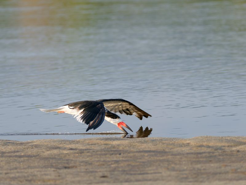 Black Skimmer