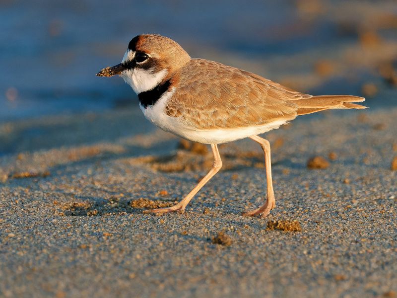 Collared Plover
