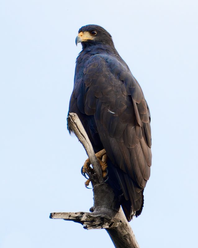 Common Black Hawk