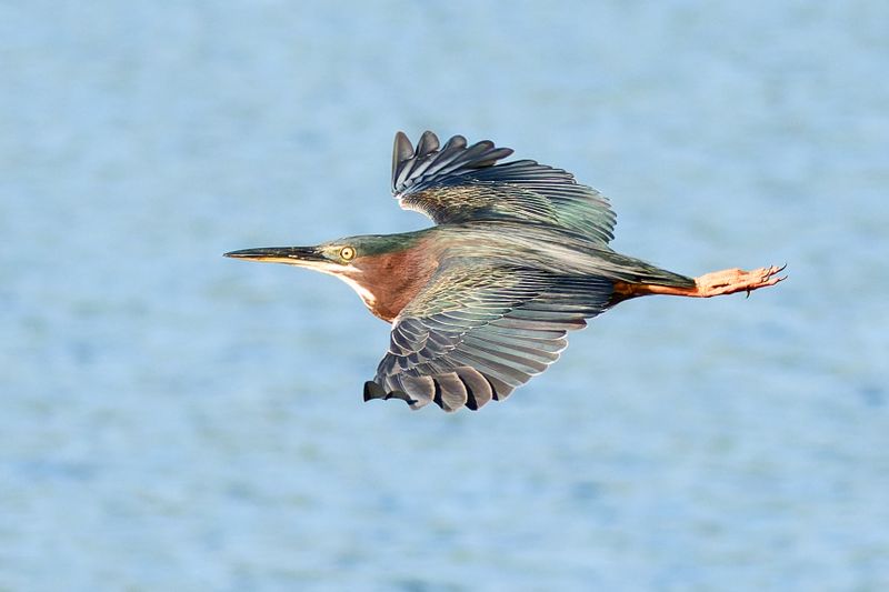 Green Heron
