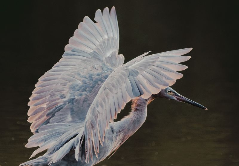 Reddish Egret