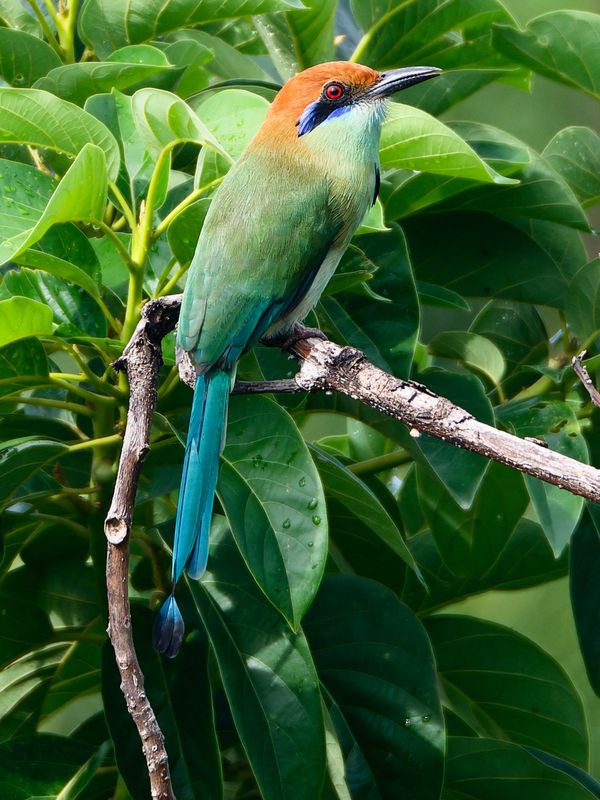 Russet-crowned Motmot