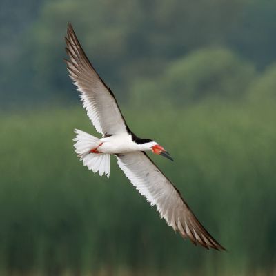 Black Skimmer