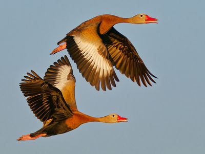Birds of Oaxaca, Mexico