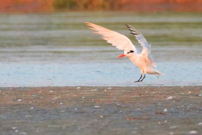 Birds of Oaxaca, Mexico