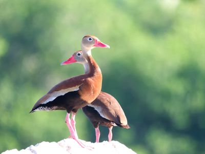 Birds of Pacific Mexico