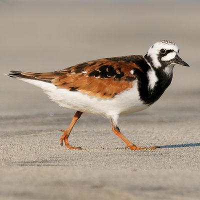 Birds of Pacific Mexico