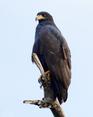 Birds of Pacific Mexico