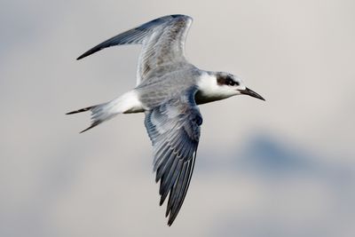 Birds of Pacific Mexico