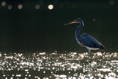 Birds of Pacific Mexico