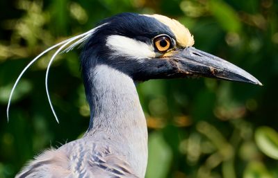 Birds of Pacific Mexico