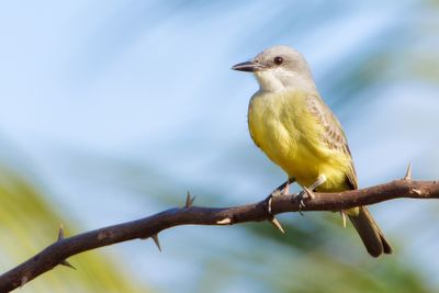 Birds of Pacific Mexico