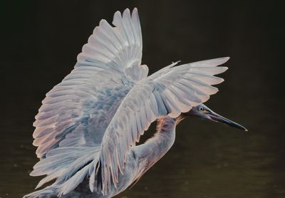 Birds of Pacific Mexico
