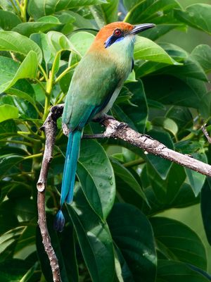 Birds of Pacific Mexico