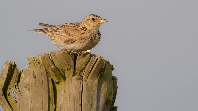 Snglrka [Eurasian Skylark] IMGL2498.jpg