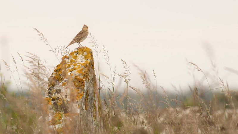 Snglrka [Eurasian Skylark] IMGL2647.jpg