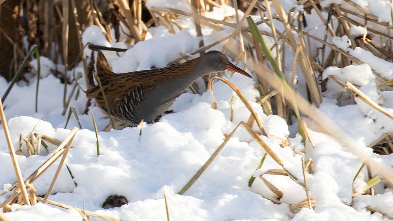 Vattenrall [Water Rail] IMGL0079.jpg