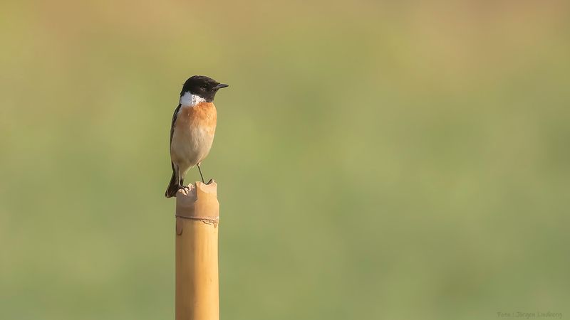 Amurbuskskvtta [Common stonechat] IMGL0723.jpg