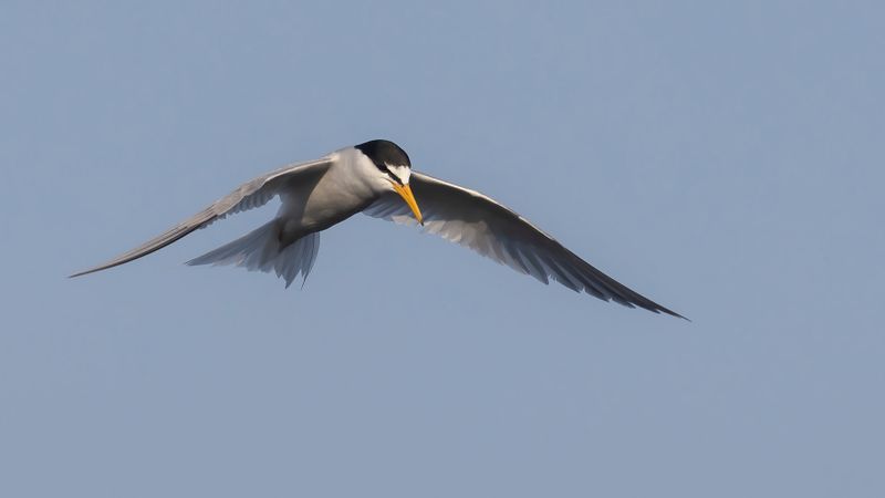 Smtrna [Little Tern] 0L4A0783.jpg