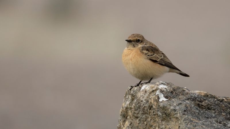 Nunnestenskvtta [Pied Wheatear] 0L4A3727.jpg
