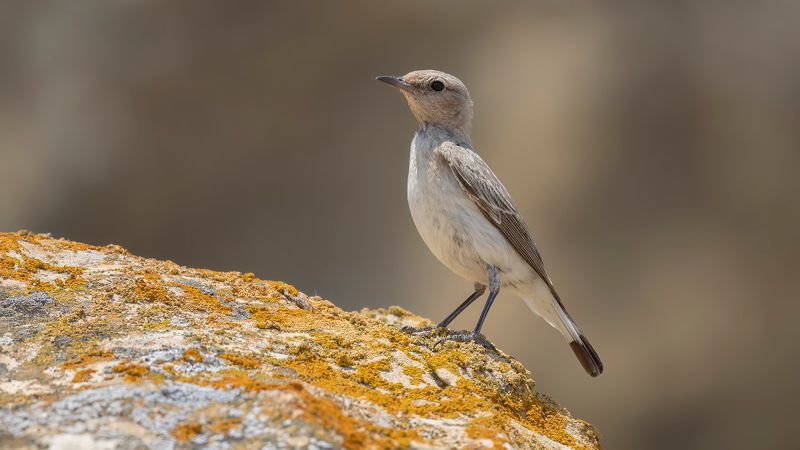 Vitryggig stenskvtta [Finschs wheatear] 0L4A1233.jpg