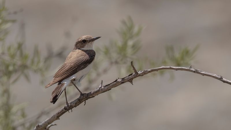Vitryggig stenskvtta [Finschs wheatear] 0L4A1285.jpg