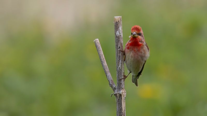 Rosenfink [Common rosefinch] 0L4A1888.jpg