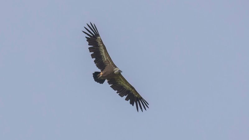 Gsgam [Eurasian griffon vulture] 0L4A1759.jpg