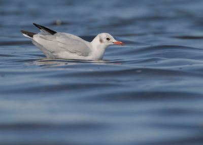 Skrattms [Black-headed Gull] IMGL1904.jpg