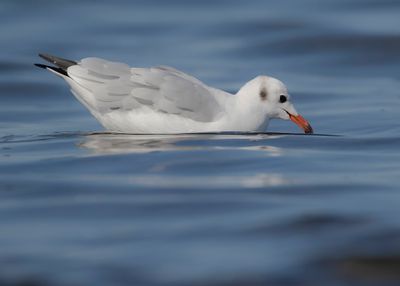 Skrattms [Black-headed Gull] IMGL1905.jpg