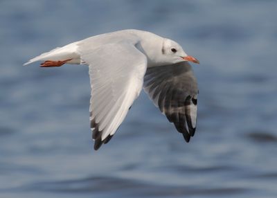 Skrattms [Black-headed Gull] IMGL1911.jpg