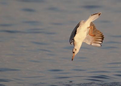 Skrattms [Black-headed Gull] IMGL1960.jpg