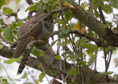 Gk [Common Cuckoo] IMGL1839.jpg